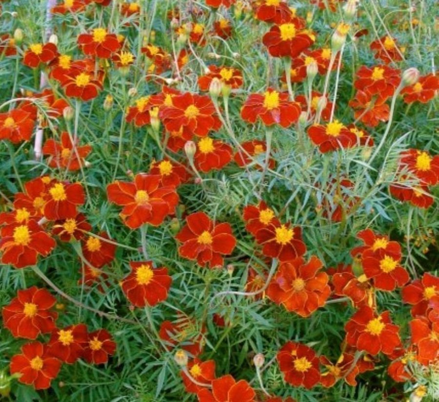 Linnétagetes Tagetes Linné