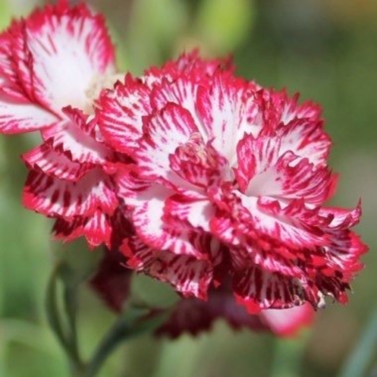 Jätte fint ! Nejlika Beningna (Dianthus caryophyllus)