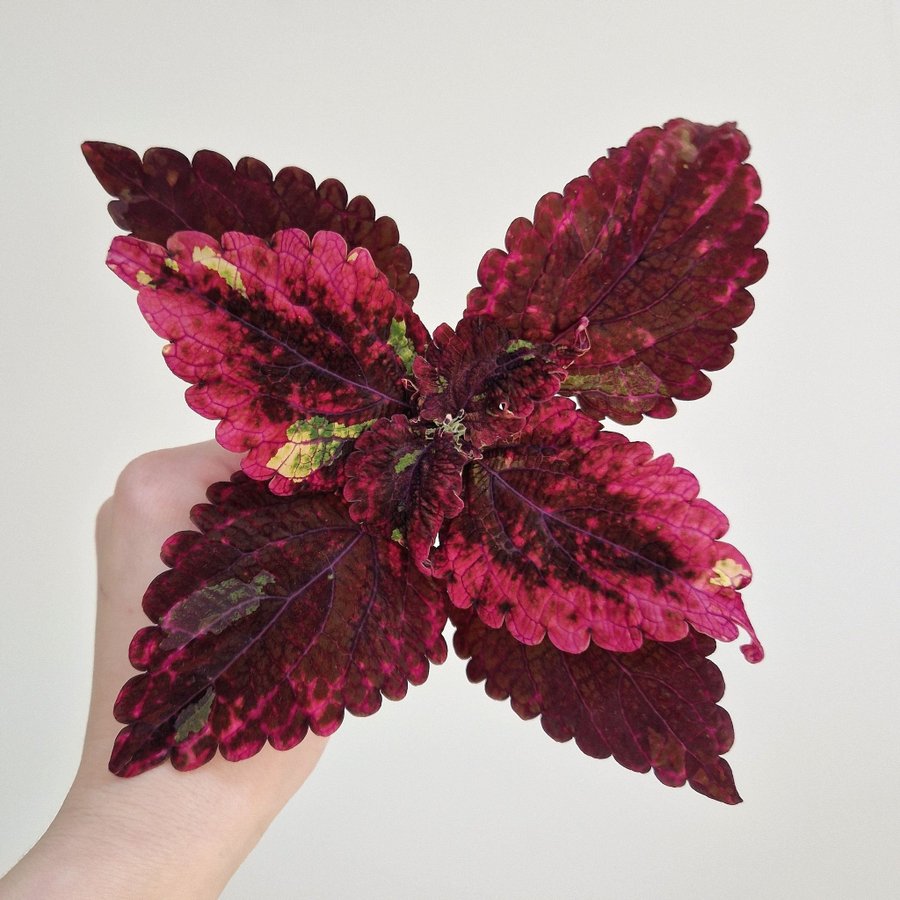 Palettblad/coleus • Frösådd efter Lido • stickling