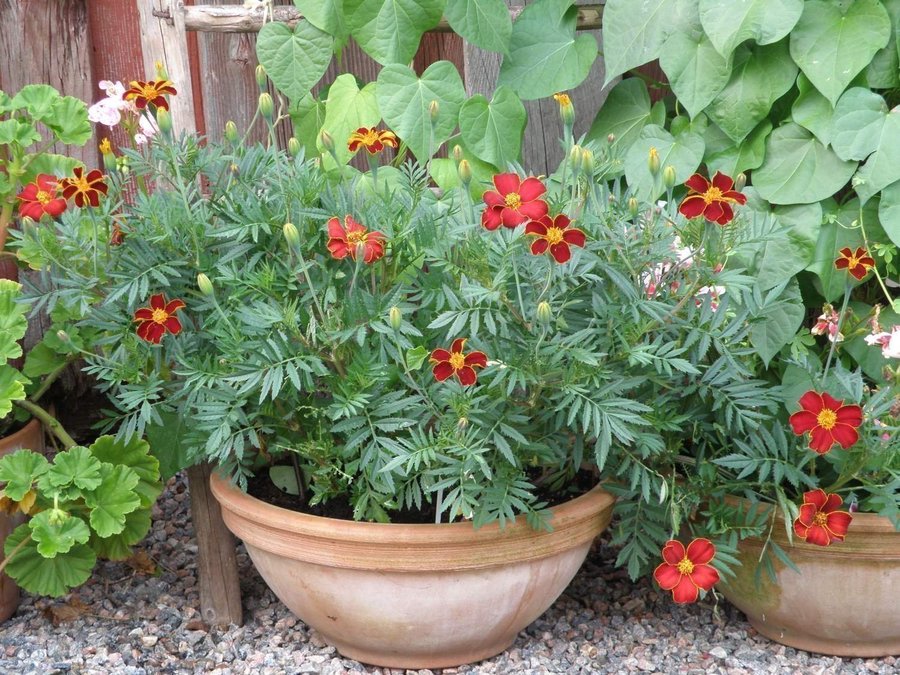 Linnétagetes - Tagetes patula minst 40 frön