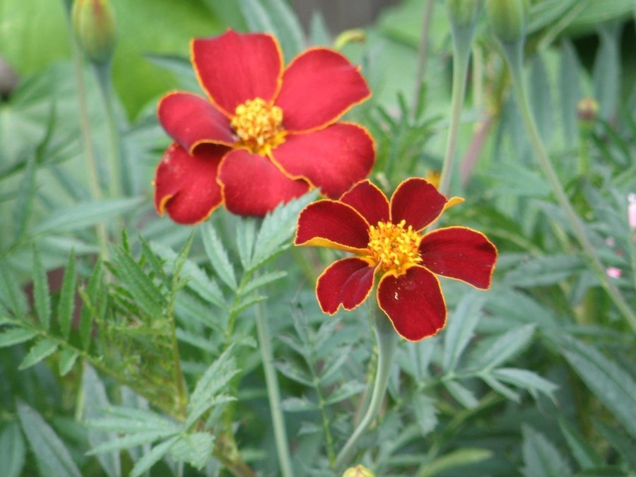 Linnétagetes - Tagetes patula minst 40 frön