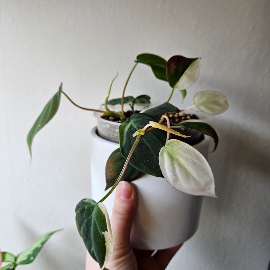 Philodendron micans pink variegata