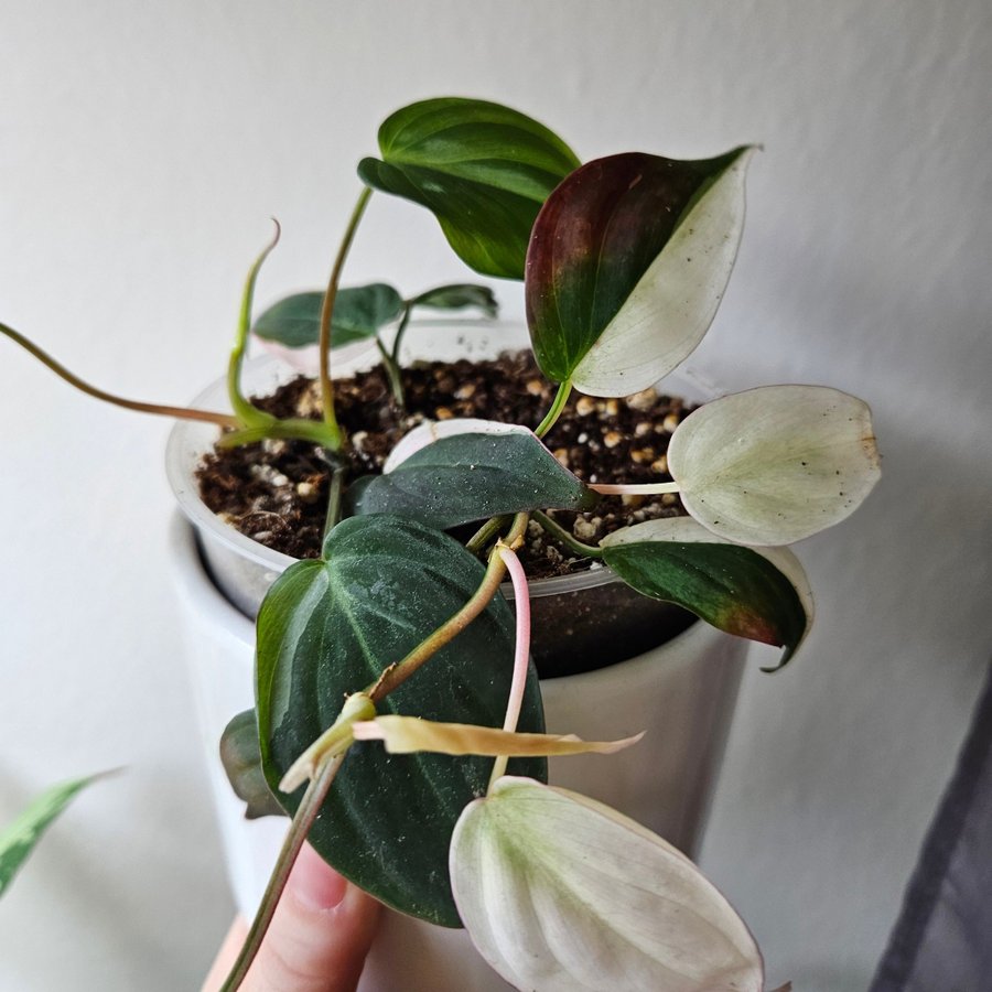 Philodendron micans pink variegata