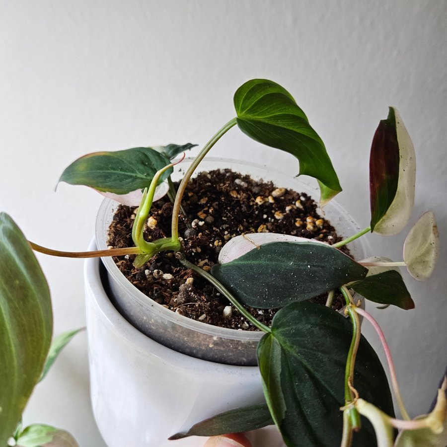 Philodendron micans pink variegata