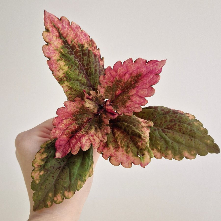 Palettblad/coleus • NN Ecstasy × MP-fröis, Cleo •