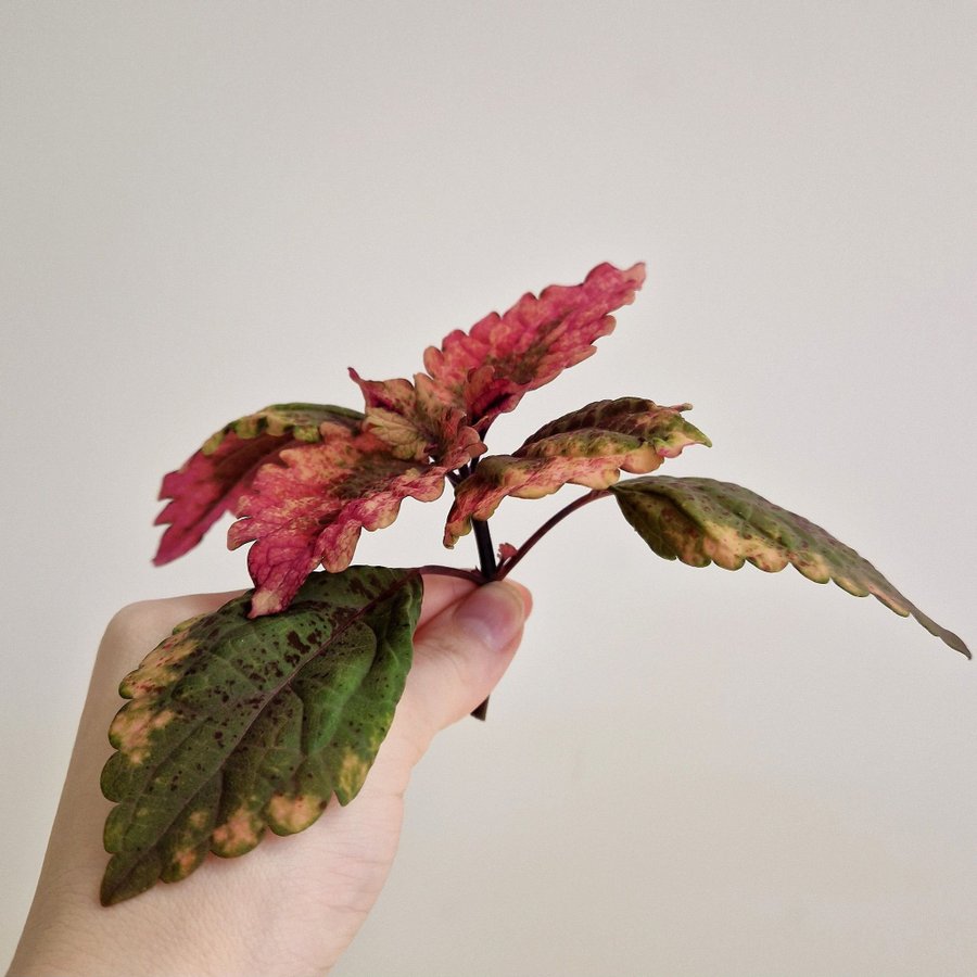 Palettblad/coleus • NN Ecstasy × MP-fröis, Cleo •