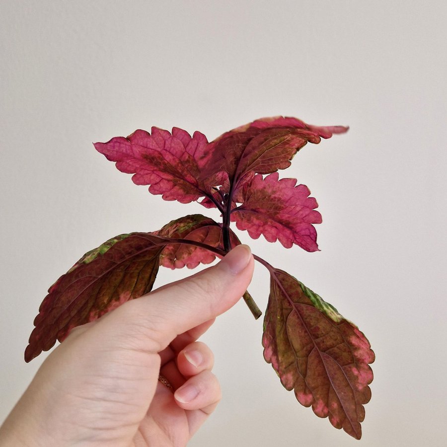 Palettblad/coleus • NN Ecstasy × MP-fröis, Cleo •