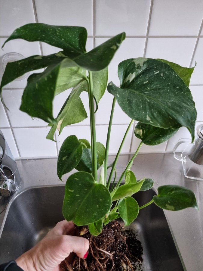 Monstera "Thai constellation" superfin växt, se bilder