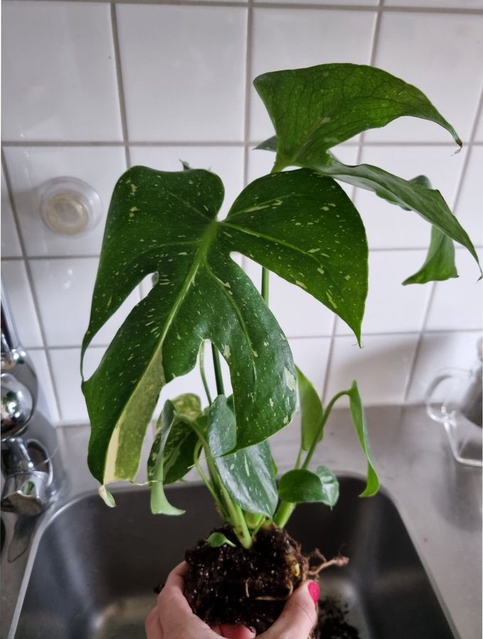 Monstera "Thai constellation" superfin växt, se bilder