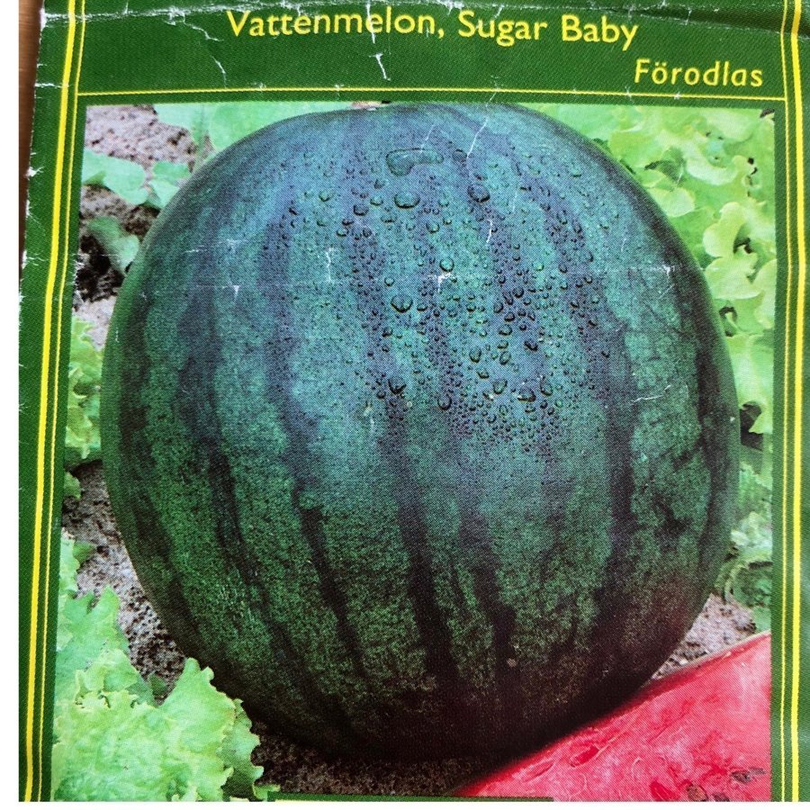 Vattenmelon ”Sugar Baby" 15 st fröer