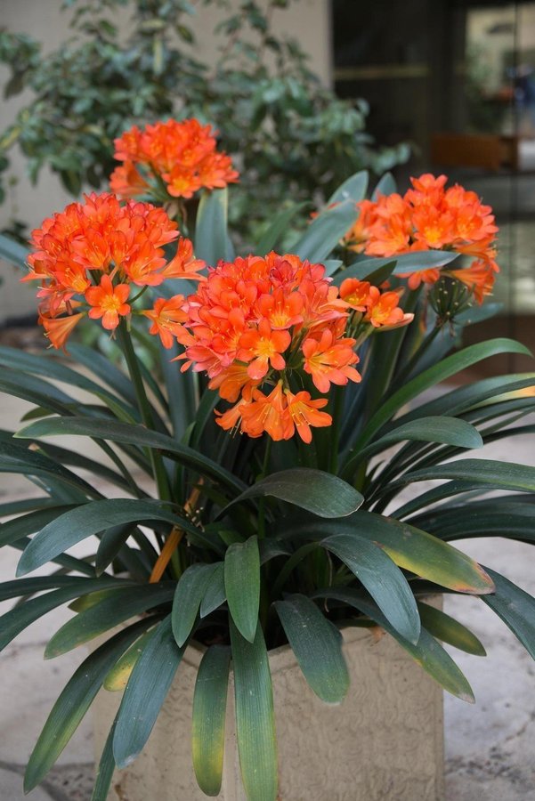 Clivia en fin planta