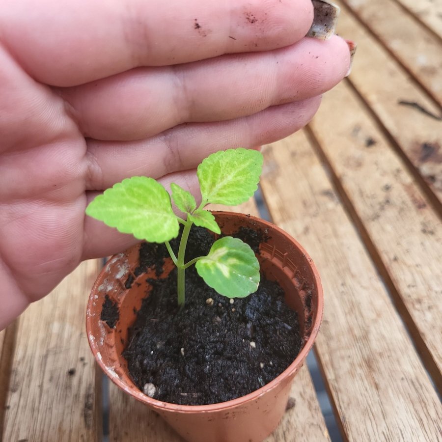 Coleus palettblad