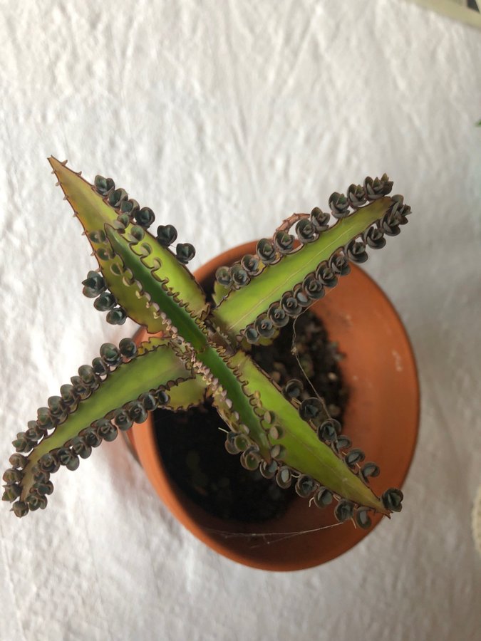 Livsblad, tusenmoder: 3 små plantor (Kalanchoe resp. Bryophyllum)