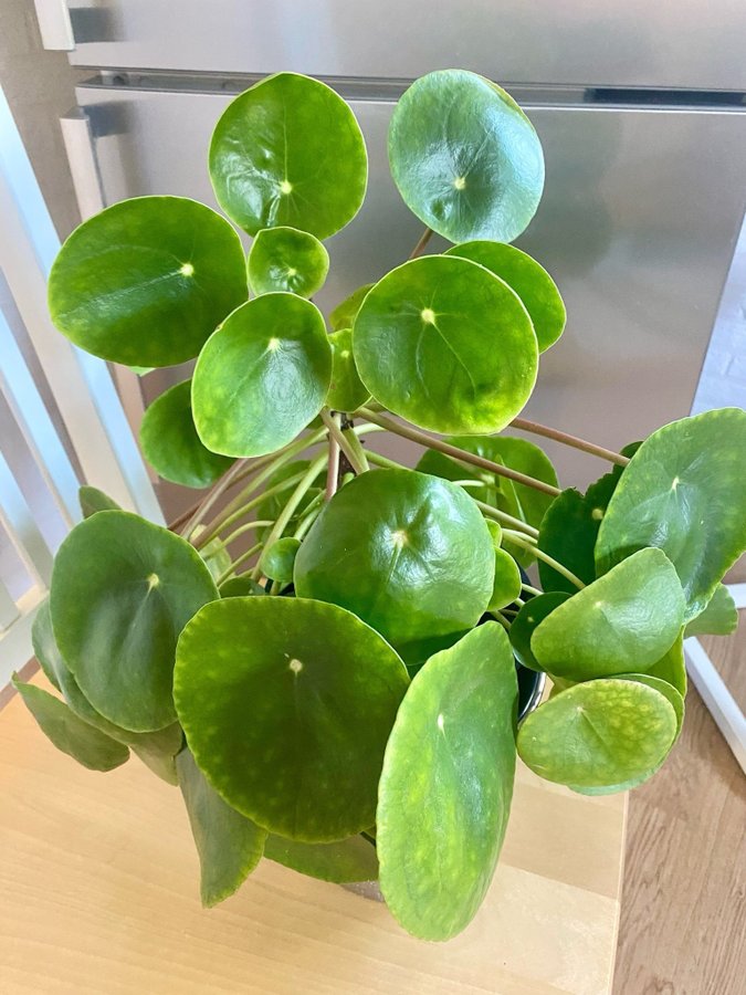 Pilea Peperomioides