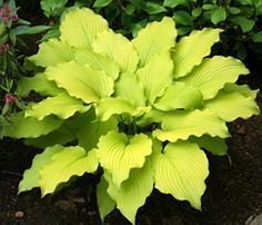 Hosta funkia Dancing Queen fröer