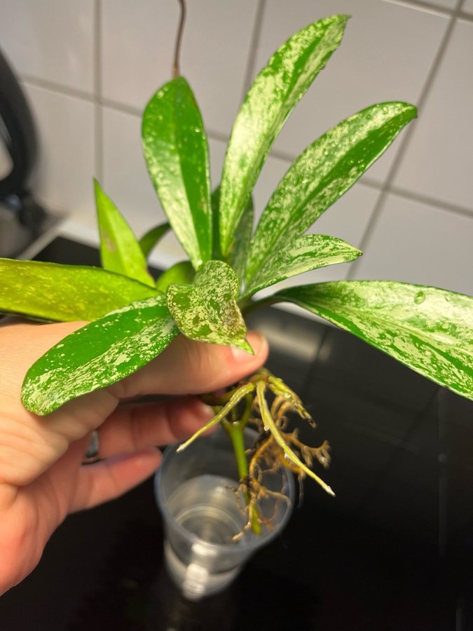 Hoya Pubicalyx silver splash