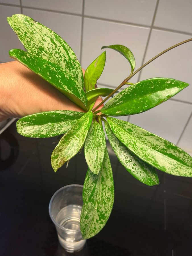 Hoya Pubicalyx silver splash