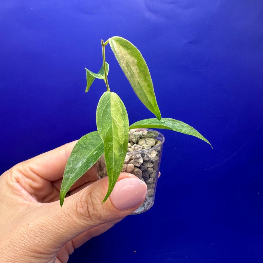 Hoya dennisii ’Frida' - rotad stickling