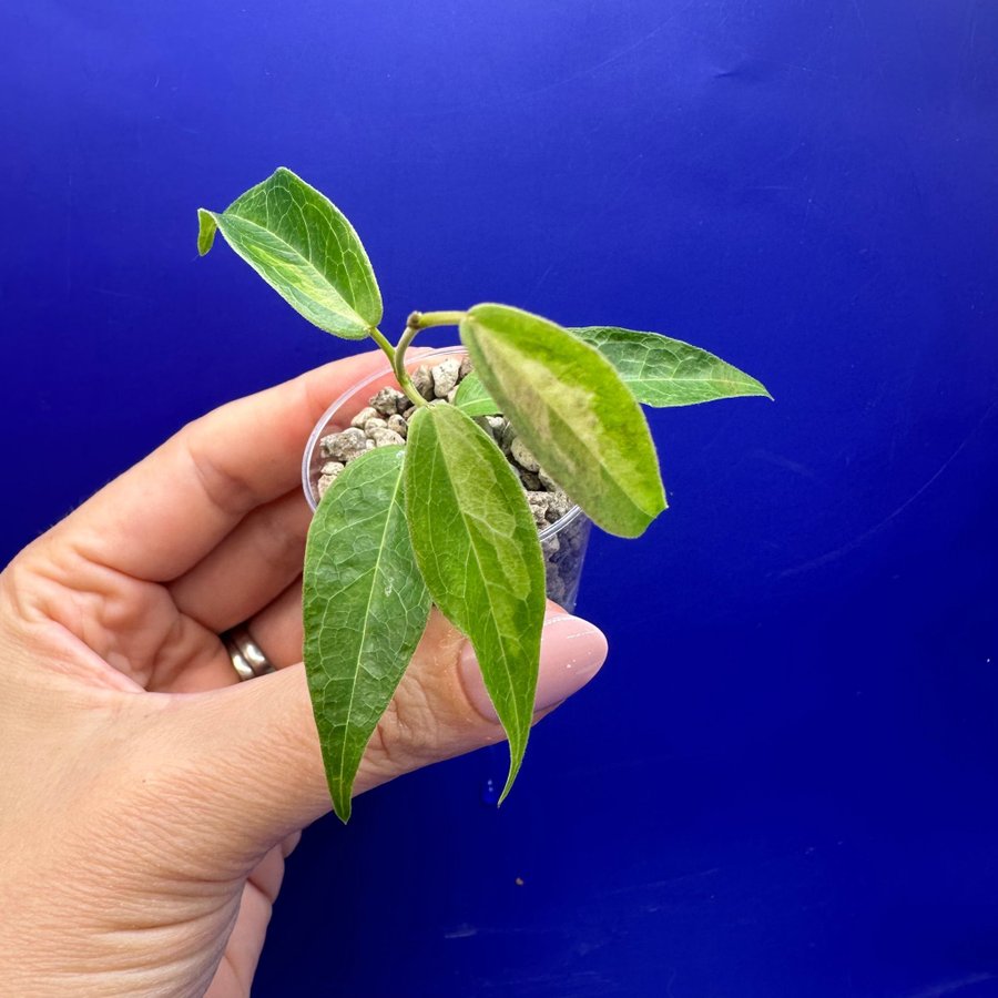 Hoya dennisii ’Frida' - rotad stickling