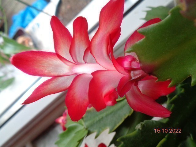 Novemberkaktus (Schlumbergera) ''Sleigh Bells''hybrid,stickling