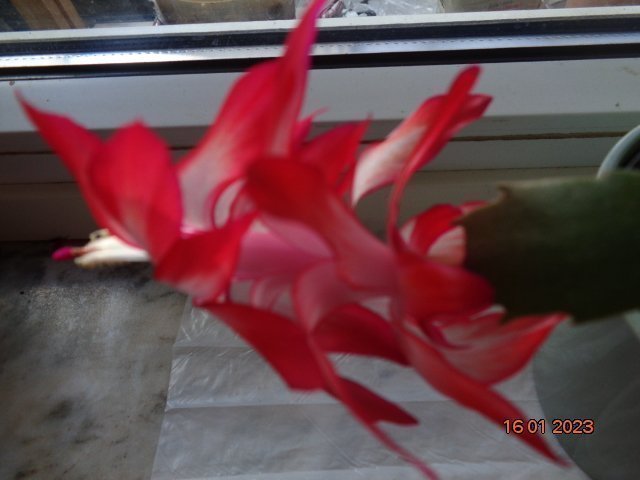 Novemberkaktus (Schlumbergera) ''Sleigh Bells''hybrid,stickling