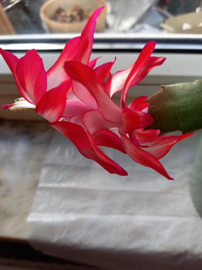 Novemberkaktus (Schlumbergera) ''Sleigh Bells''hybrid,stickling