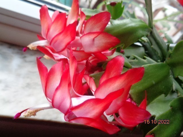 Novemberkaktus (Schlumbergera) ''Sleigh Bells''hybrid,stickling