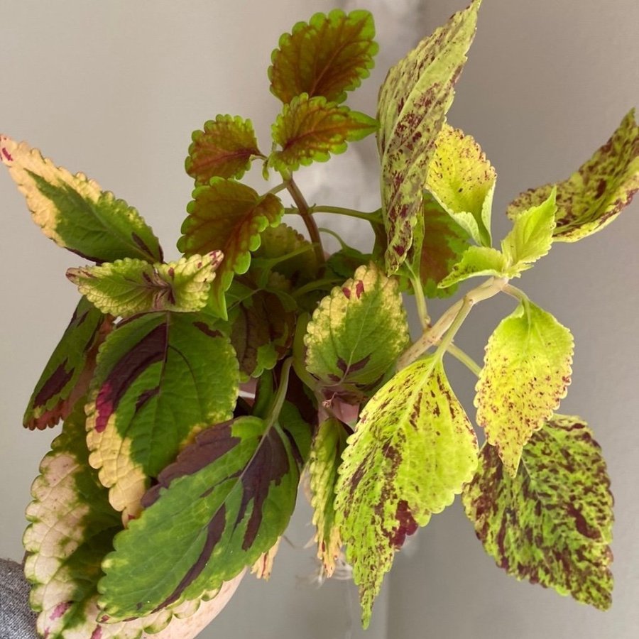 Billigt sticklingspaket! *palettblad*coleus*