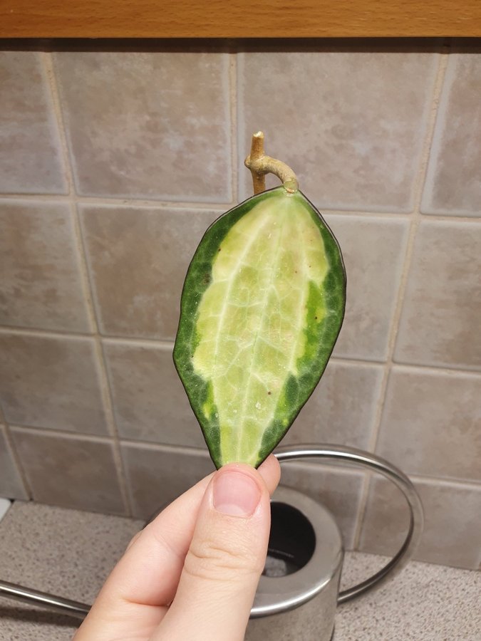 Hoya Latifolia Pot of Gold / fd Macrophylla stickling nr5