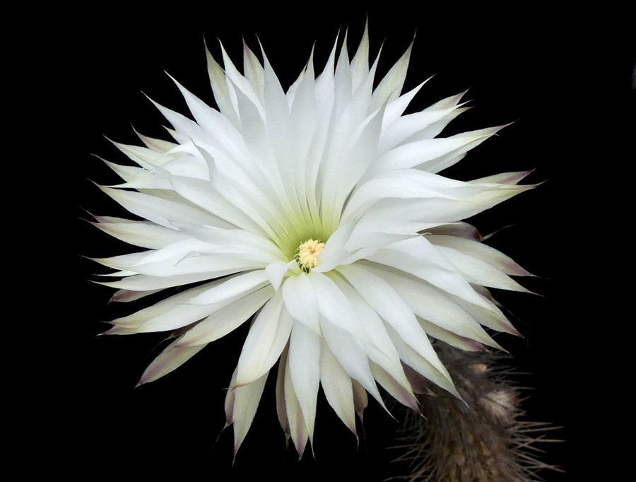 Kaktusfrön - Nattstjärnljus (Setiechinopsis mirabilis)