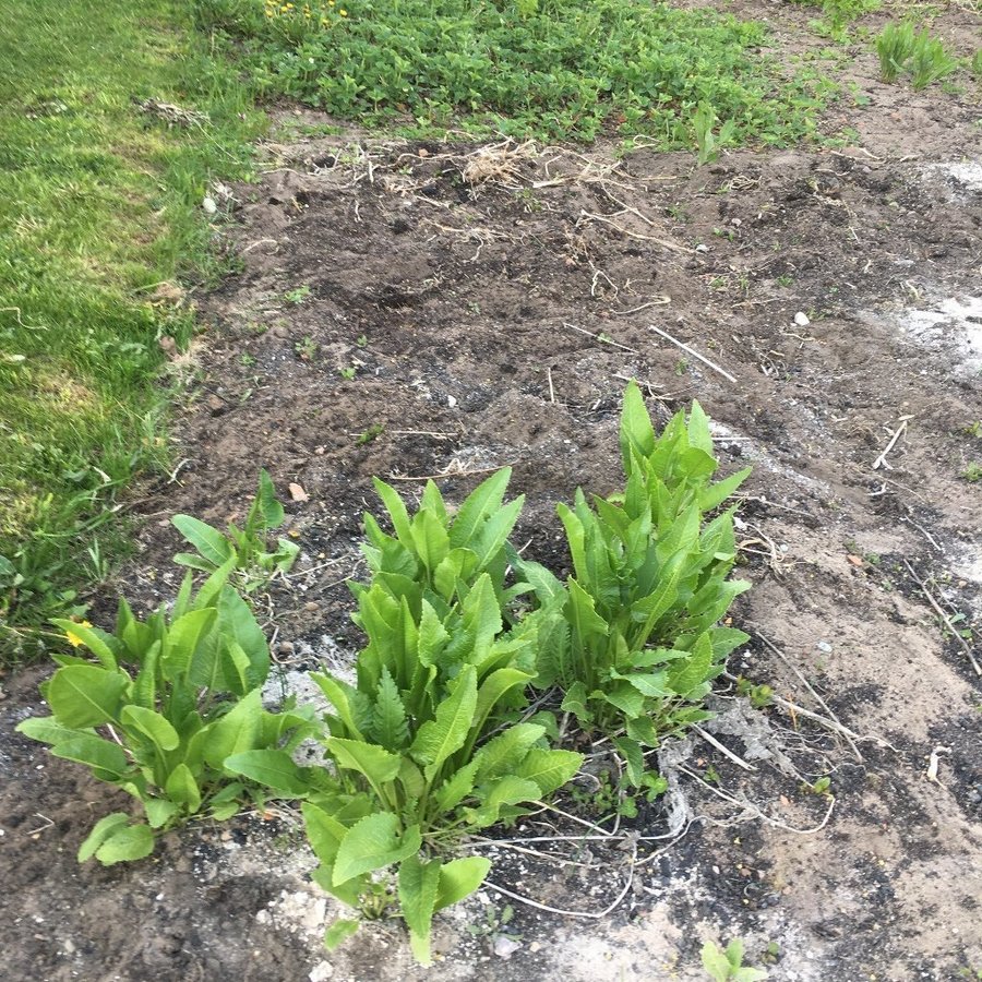 Pepparrot 6 plantor flerårig ört