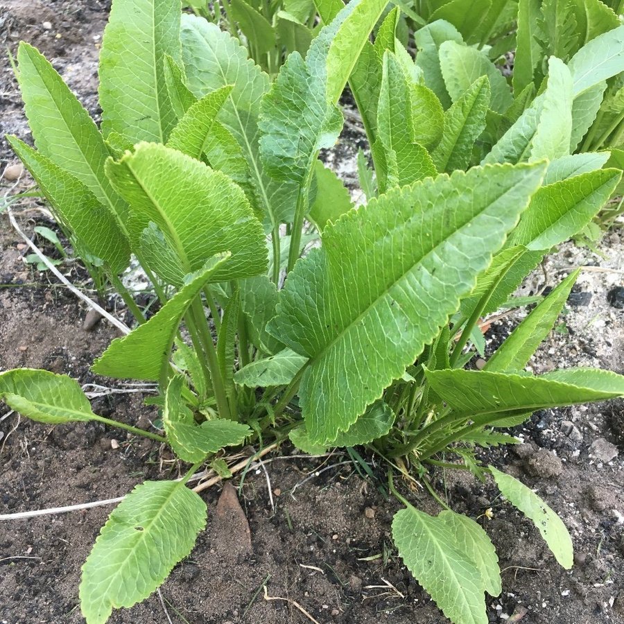 Pepparrot 6 plantor flerårig ört