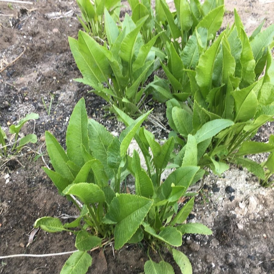 Pepparrot 6 plantor flerårig ört