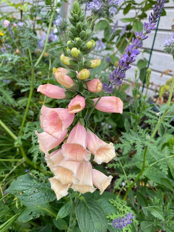 Fingerborgsblomma Digitalis Dalmatian Peach frön