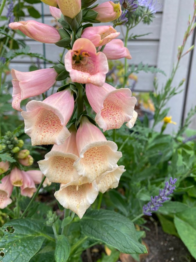 Fingerborgsblomma Digitalis Dalmatian Peach frön