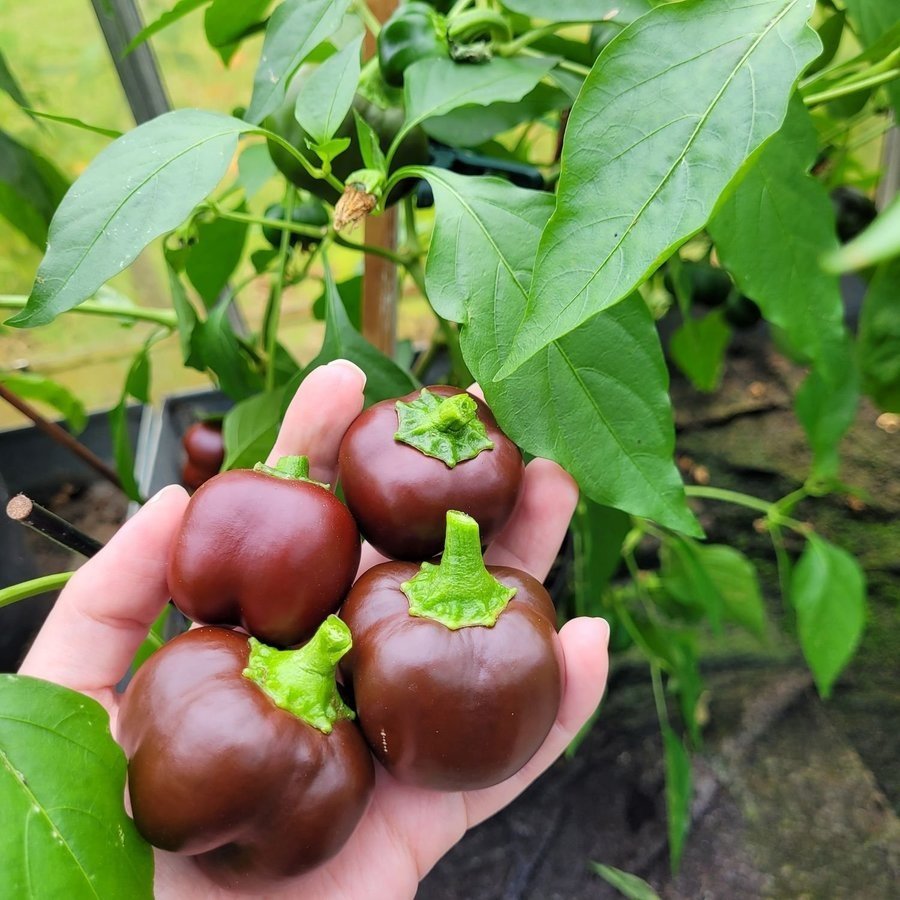 Paprika Chocolate Mini Bell, höjd ca 50 cm, små frukter, 6 frön