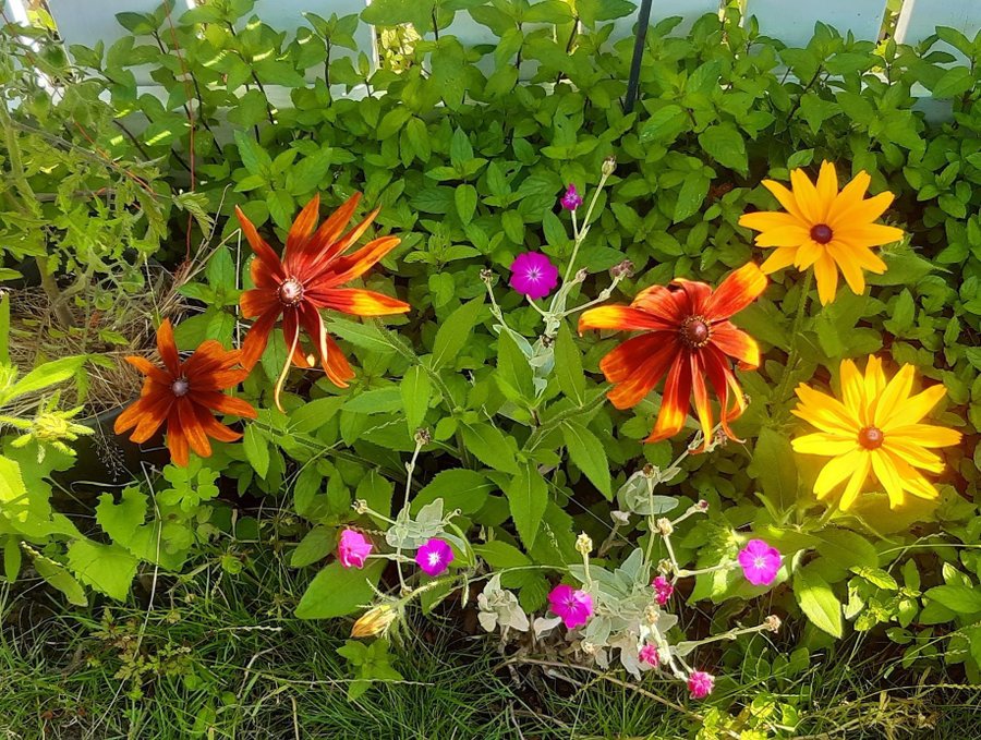 Rudbeckia, ovanlig solhatt 2 st fina plantor+ frön, perenn, blir över 1 meter