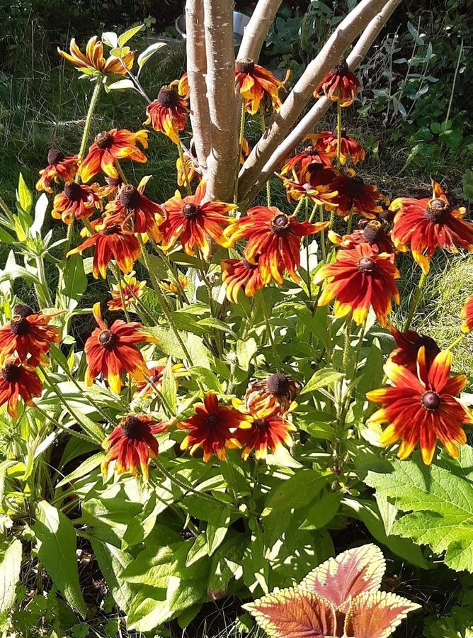 Rudbeckia, ovanlig solhatt 2 st fina plantor+ frön, perenn, blir över 1 meter