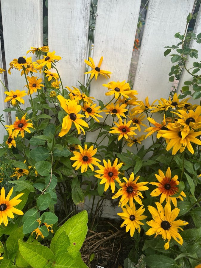 Rudbeckia, ovanlig solhatt 2 st fina plantor+ frön, perenn, blir över 1 meter