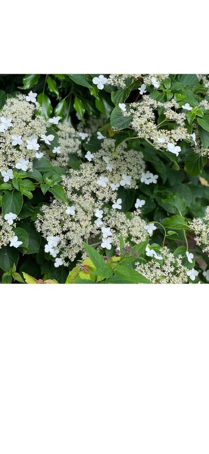 Klätterhortensia hortenia hydrangea petiolaris perenn planta