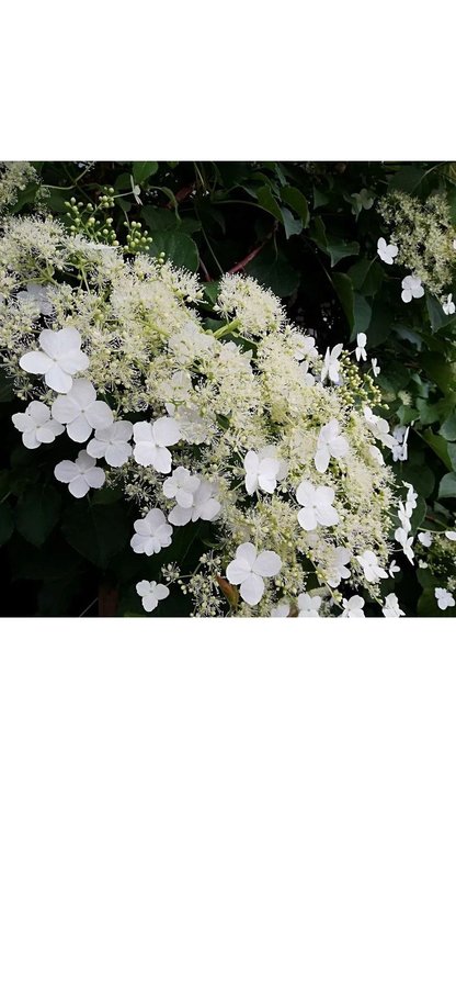 Klätterhortensia hortenia hydrangea petiolaris perenn planta