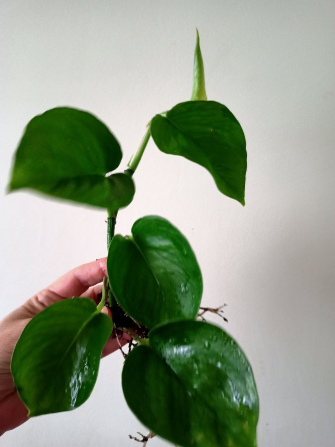 GULLRANKA " GLOBAL GEEEO " - EPIPREMNUM AUREUM - planta