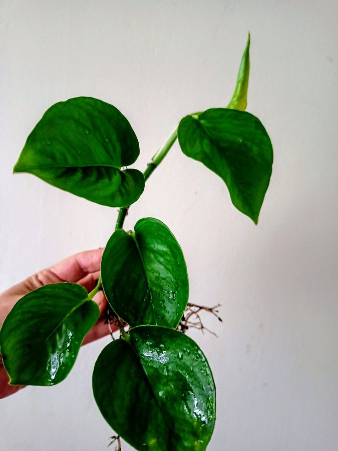 GULLRANKA " GLOBAL GEEEO " - EPIPREMNUM AUREUM - planta