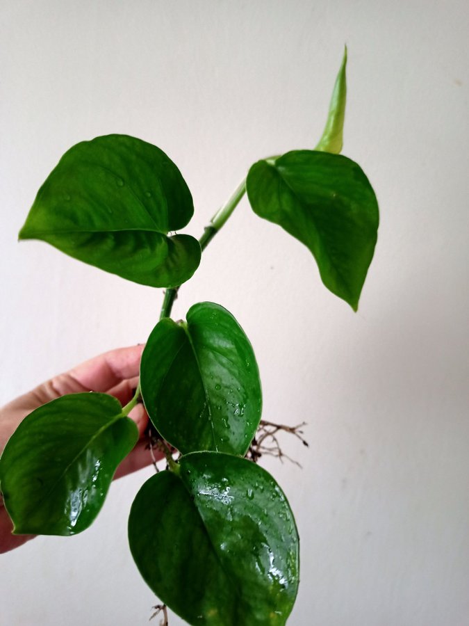 GULLRANKA " GLOBAL GEEEO " - EPIPREMNUM AUREUM - planta