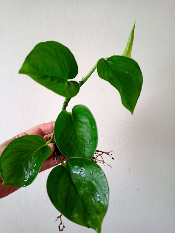 GULLRANKA " GLOBAL GEEEO " - EPIPREMNUM AUREUM - planta