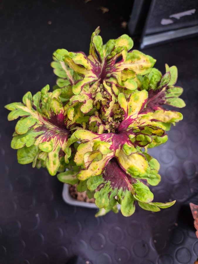 Palettblad/coleus MMFG3 x NN GEN 2 FRÖIS stickling