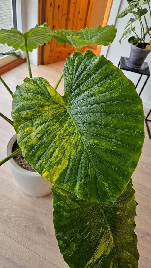 Alocasia gageana shipping fairlawn