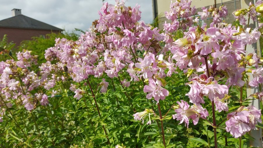 10 plantor Såpnejlika Saponaria officinalis DOFTAR FANTASTISKT