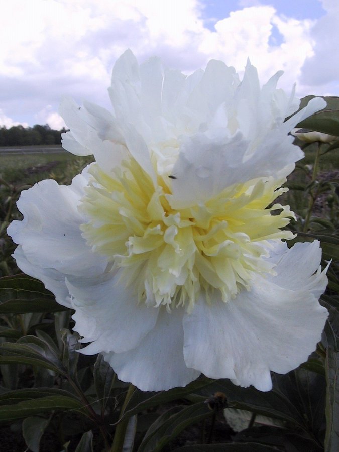 Pion lactiflora 'Top Brass'