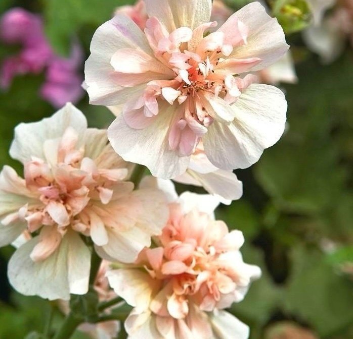 Så fint!! Malva 'Park Frieden'( Alcalthaea suffrutescens)